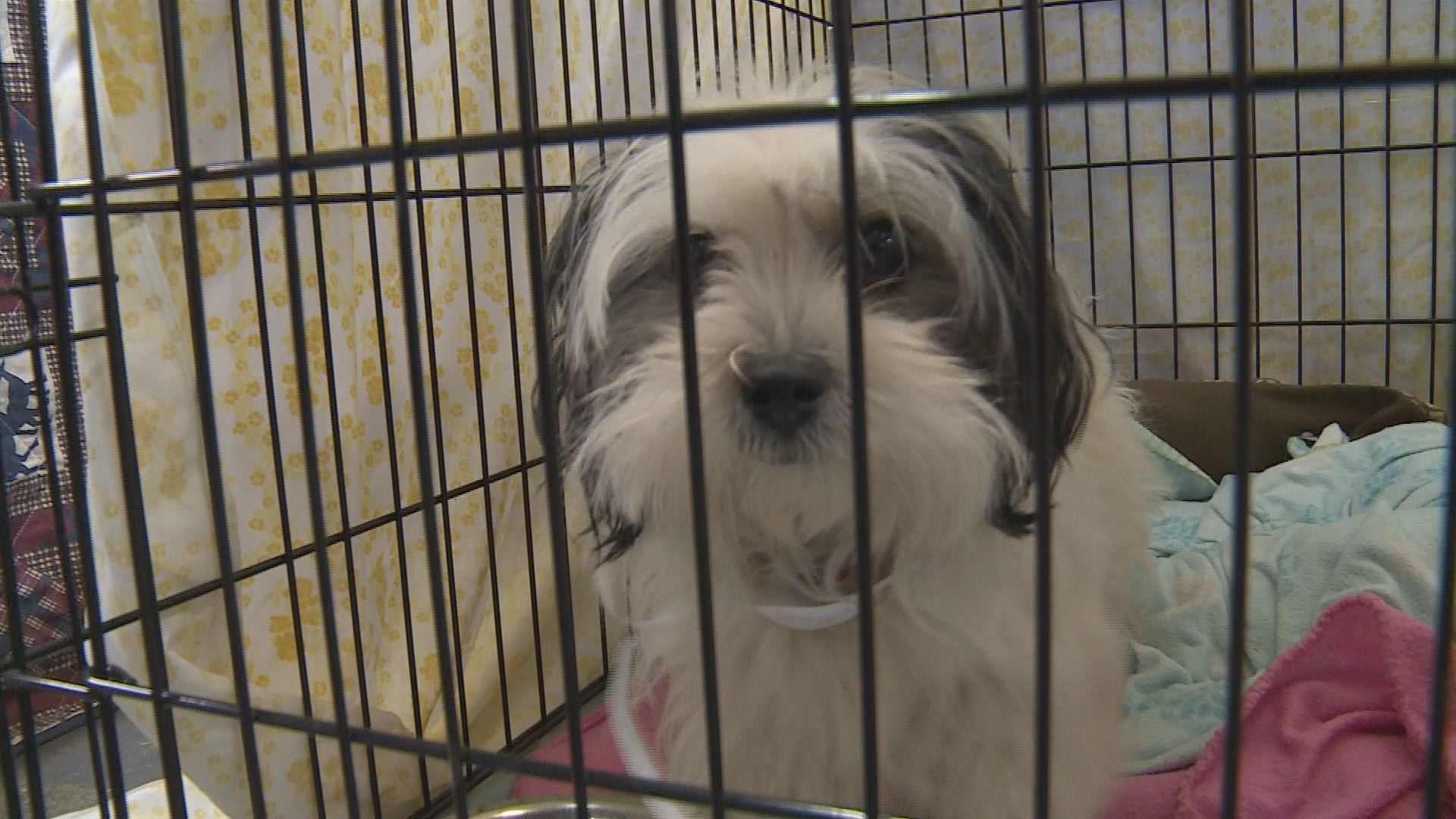 Davidson Co. Animal Rescue Says It May Be Forced To Close